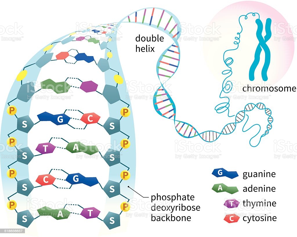 Dal Cromosoma Al DNA Matematica E Scienze corso D Scuola Media 